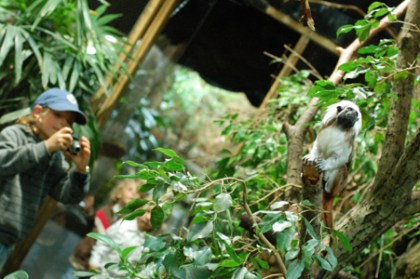 Anton plåtar en apa