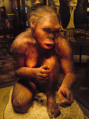 'Homo habilis'-kvinna