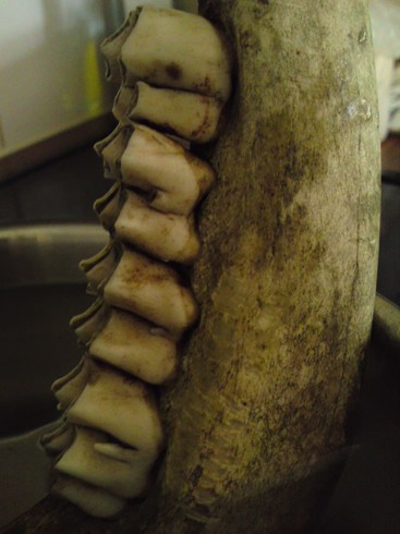 Vems tänder kan detta vara..